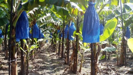 冷氣團將至　農糧署籲農作物套袋、覆蓋防寒