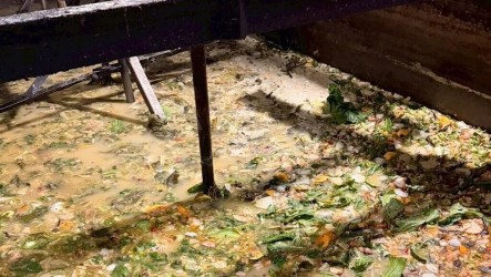 屏東2鄉3豬場違規廚餘餵豬　重罰共計300萬元