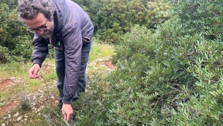 義大利薩倫托「採食文化」獨特　野蔬、小蝸牛入菜