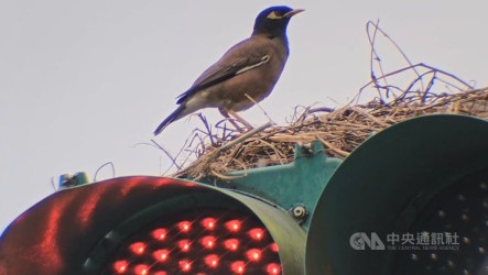 紅綠燈成八哥鳥「育嬰室」　基隆市府研議對策
