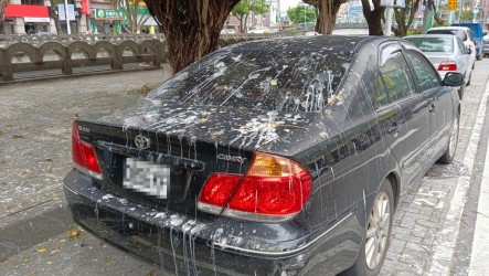 田寮河畔停車遭鳥糞襲擊 基市預防性塗銷車格