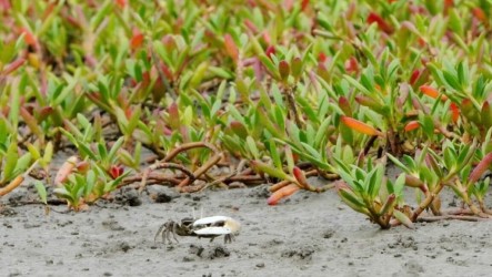 復育特有種旱招潮蟹  竹市移除香山濕地海馬齒