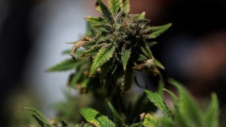 美藥物管制政策重大變革　司法部：推動大麻降級