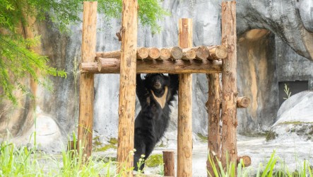 北市動物園黑熊迎新生活  可見「貝兒」攀爬休息日常