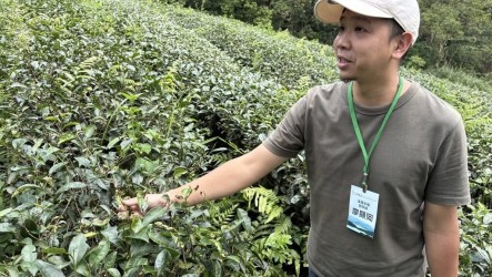 坪林茶農堅持有機護水源　獨鍾「非標準」製程風味