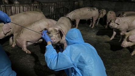 屏東非法養豬場餵飼廚餘　重罰43萬元