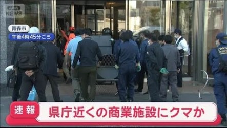 熊闖日本青森市區大樓　花卷機場因熊暫關跑道