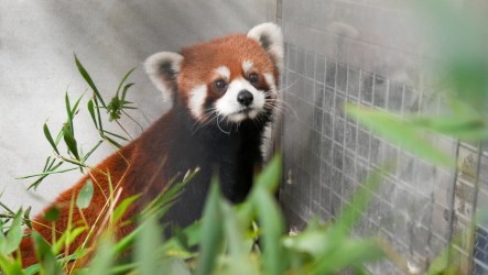 上海2隻小貓熊抵台　北市動物園：狀況良好