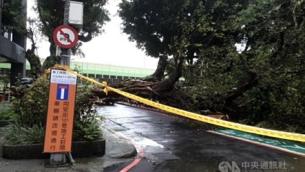 北市水源路樹木傾倒壓壞汽車　現場警戒無人受傷