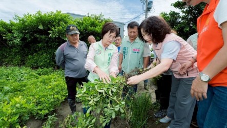 彰化花生因雨災損　立委陳素月邀集會勘籲速納救助