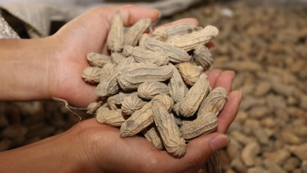 豪雨農損8千多萬元  落花生損失逾1700萬元最多