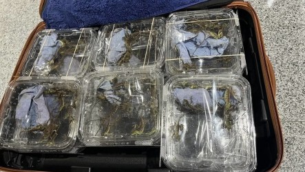 金門小三通旅客帶蜥蜴出境未被攔　岸巡：納案例教育