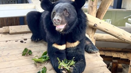 壽山動物園端午獻粽　黑猩猩、黑熊等吃專屬動物粽