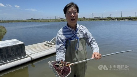 雲林文蛤洗三溫暖災損頻傳　縣府將啟動四方會勘
