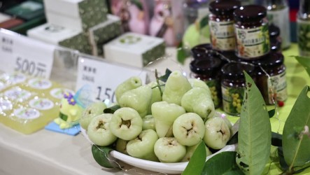 台南新市白蓮霧復育有成　區公所產季推廣