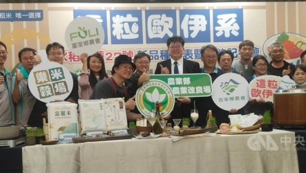 花蓮27號米粒大口感佳又抗病　可望成為米界千里馬