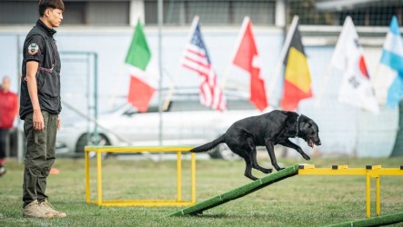 竹市搜救犬CLAY闖世界盃瓦礫搜索　奪第12名